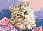 Kitten