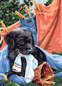Labrador