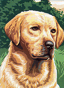Labrador
