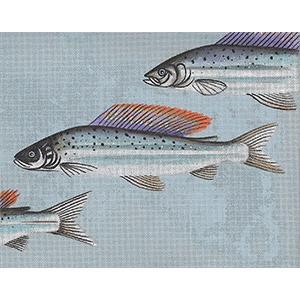 Leigh Designs - Hand-painted Needlepoint Canvases - Arctic Char Canvas